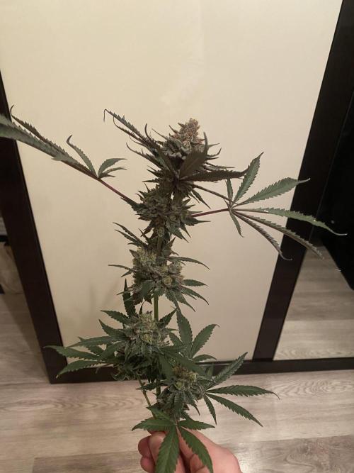 Ukhta420 Ягодная сатива. Week 10