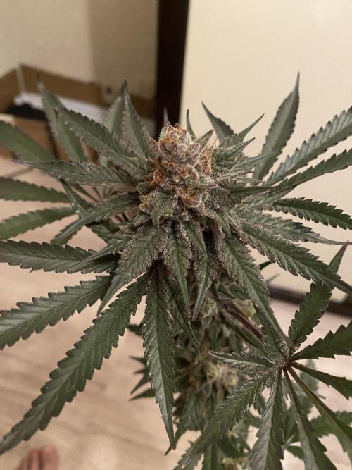 Ukhta420 Ягодная сатива. Week 10