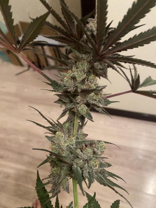 Ukhta420 Ягодная сатива. Week 10