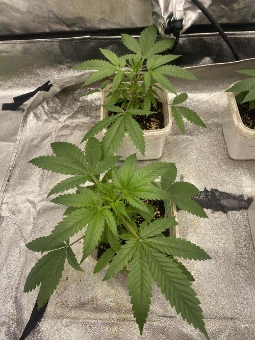 Драконы Ананасы. Week 2 - 50 Dragons