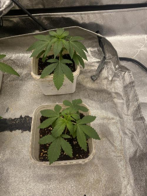 Драконы Ананасы. Week 2 - Señor Piña