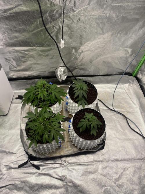 Драконы Ананасы. Week 3