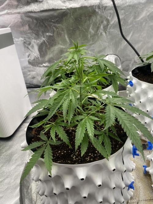 Драконы Ананасы. Week 3 - Драконы