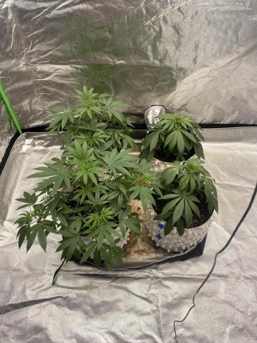 Драконы Ананасы. Week 4