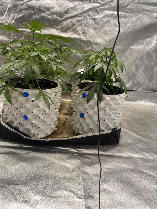 Драконы Ананасы. Week 4