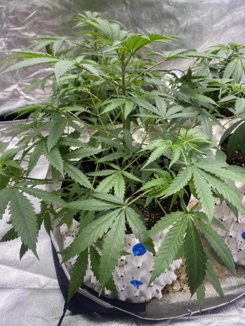 Драконы Ананасы. Week 4 - 50 Dragons