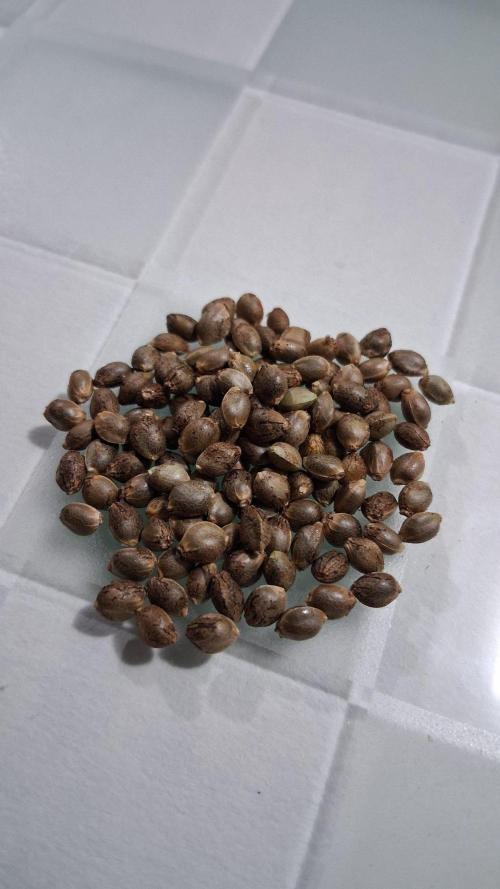 Strategic Seed Co. Testing. Week 0 - Sherb Cocktail X Grape Drank #7 