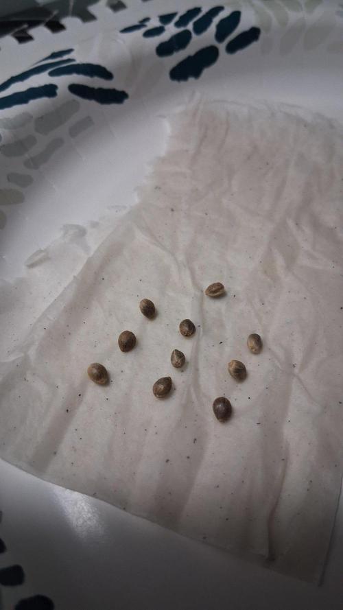 Strategic Seed Co. Testing. Week 0 - BOG X GD7