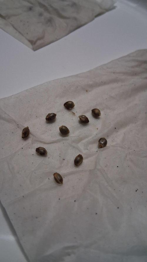 Strategic Seed Co. Testing. Week 0 - SBCT X GD7 