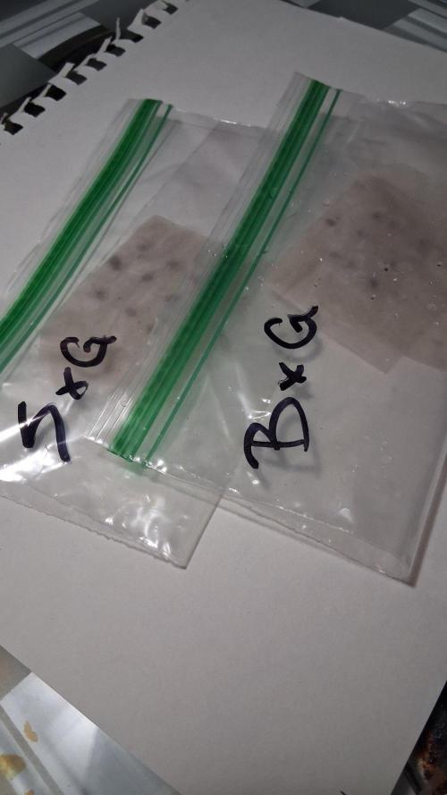 Strategic Seed Co. Testing. Week 0 - Day 1 germination (091626)