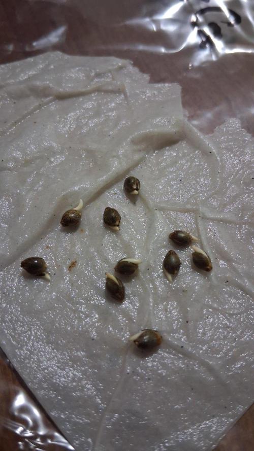 Strategic Seed Co. Testing. Week 0 - 48 hours of paper towel germination 