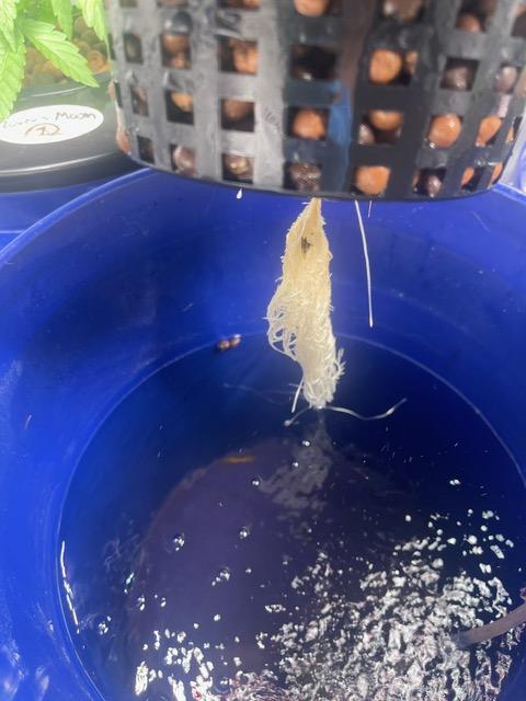 Lover's Moon - Dirty Bird Genetics - Freebie Photo Run - DWC. Week 1