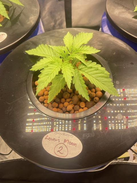 Lover's Moon - Dirty Bird Genetics - Freebie Photo Run - DWC. Week 1