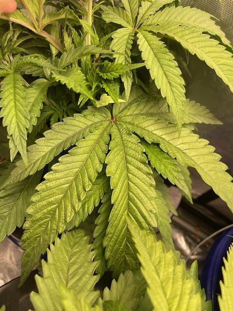 Lover's Moon - Dirty Bird Genetics - Freebie Photo Run - DWC. Week 2