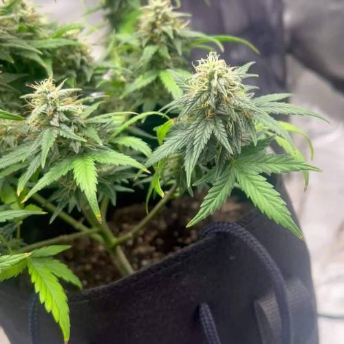 2nd grow ever