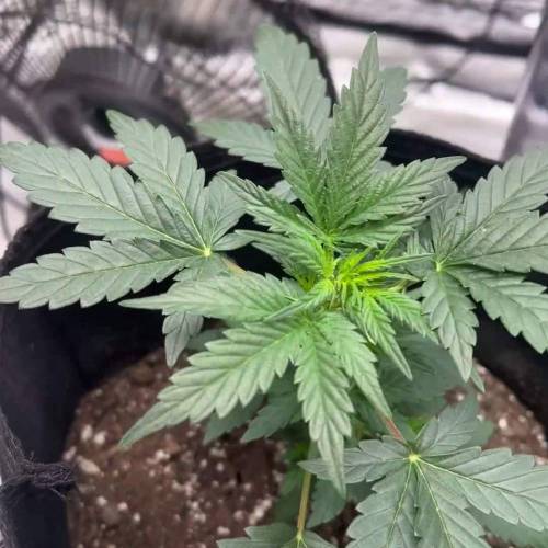 2nd grow ever
