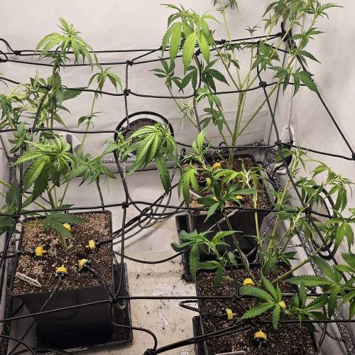 Sweet Seeds Black Jack F1. Week 6