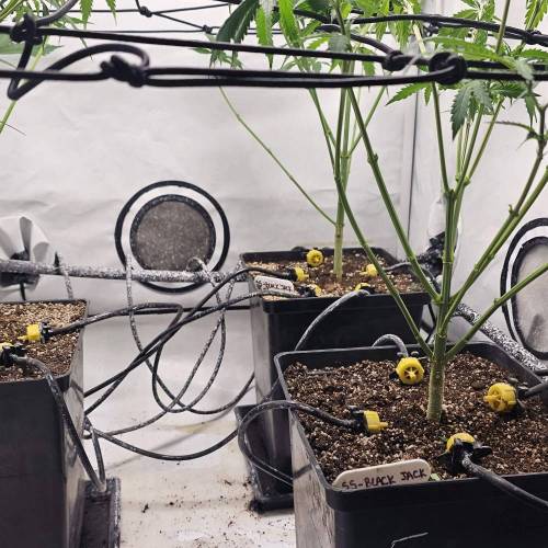 Sweet Seeds Black Jack F1. Week 6