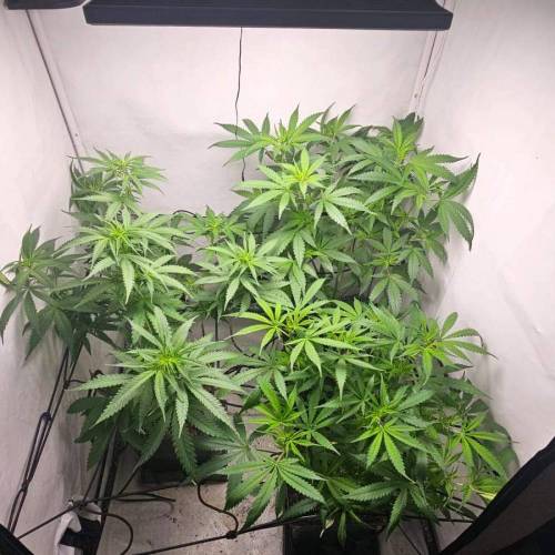 Sweet Seeds Black Jack F1. Week 7