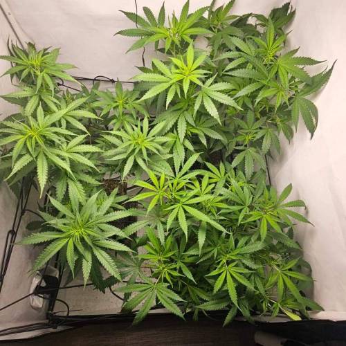 Sweet Seeds Black Jack F1. Week 7