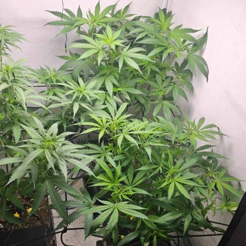 Sweet Seeds Black Jack F1. Week 7