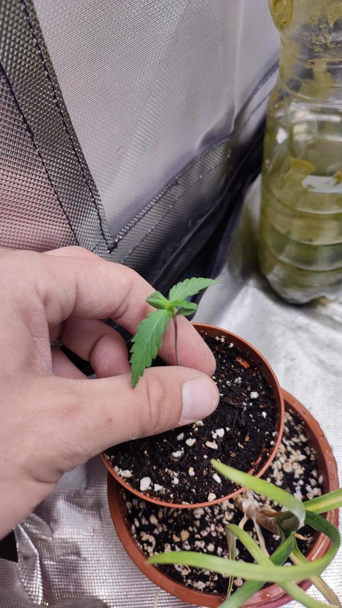 creme caramel auto. Week 0
