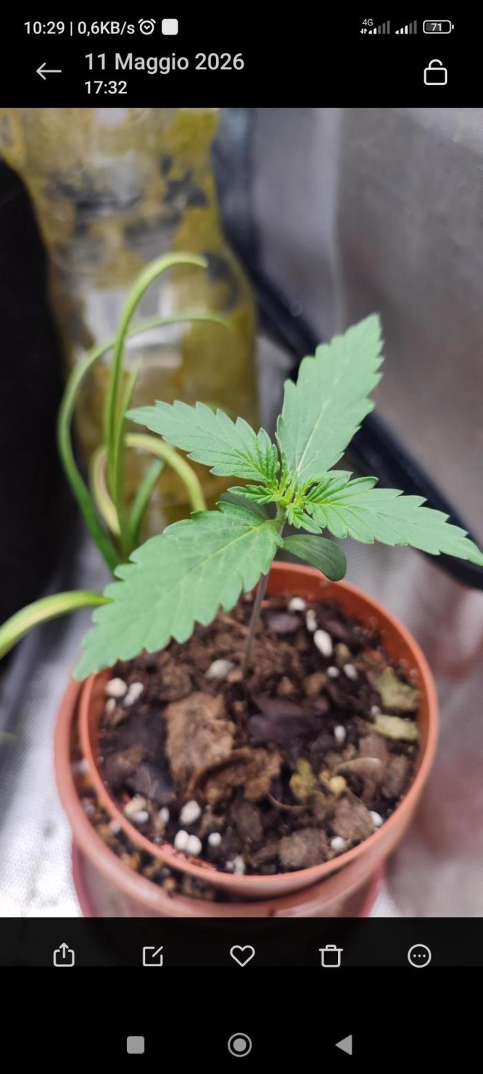 creme caramel auto. Week 1