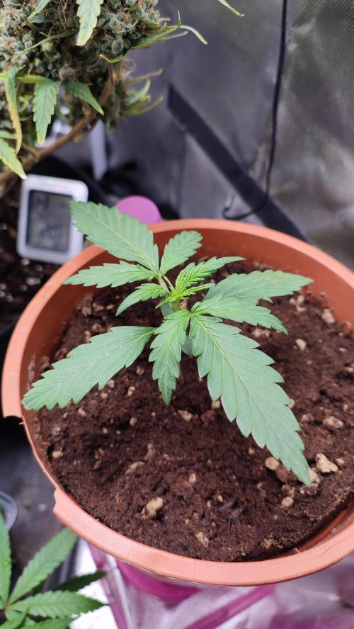creme caramel auto. Week 3