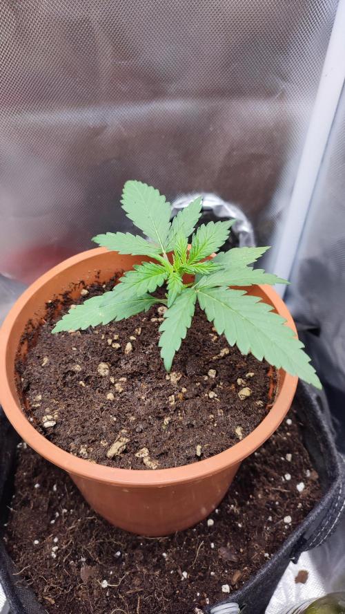 creme caramel auto. Week 3