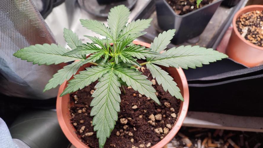 creme caramel auto. Week 3