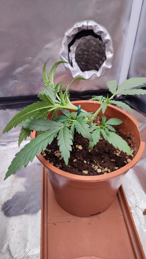 creme caramel auto. Week 4