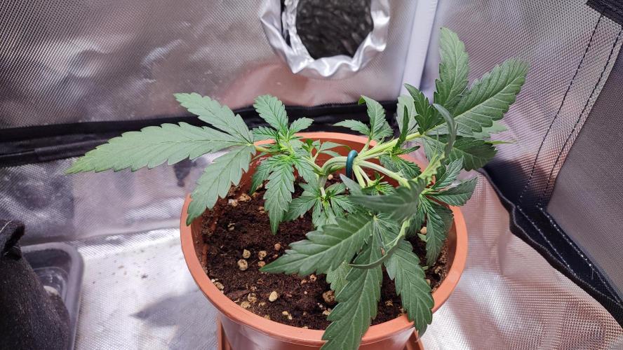 creme caramel auto. Week 4