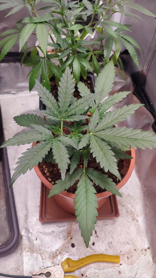 creme caramel auto. Week 4