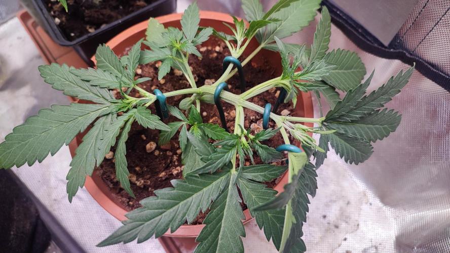 creme caramel auto. Week 4