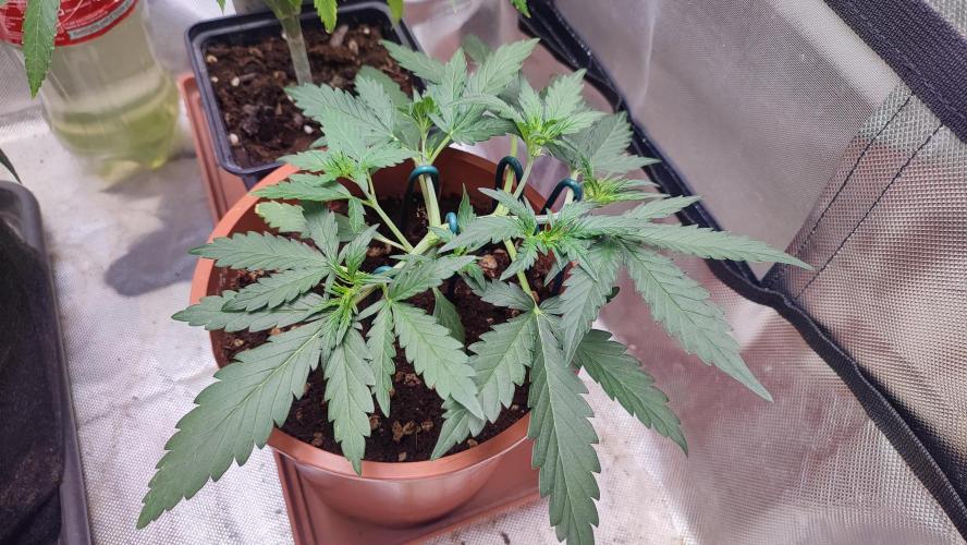 creme caramel auto. Week 4