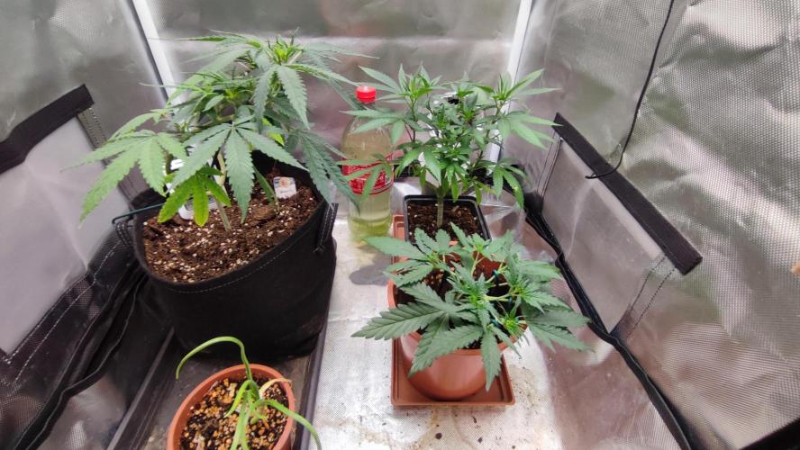 creme caramel auto. Week 4
