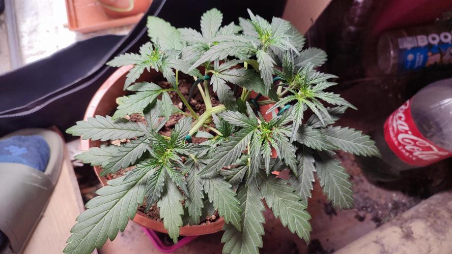 creme caramel auto. Week 4