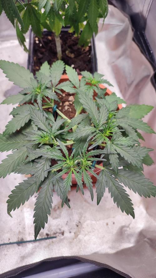 creme caramel auto. Week 4