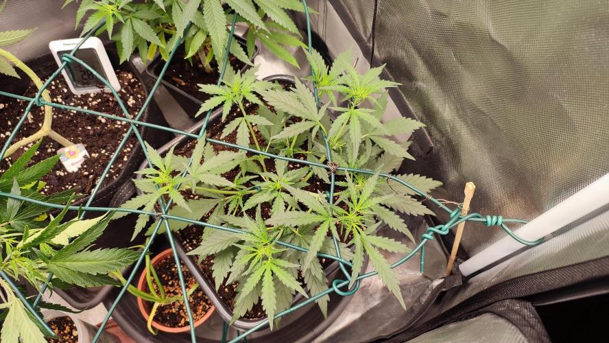 creme caramel auto. Week 4