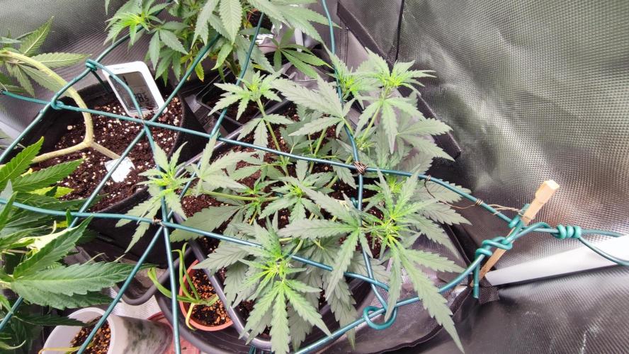 creme caramel auto. Week 4