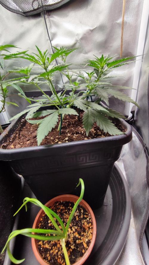 creme caramel auto. Week 4