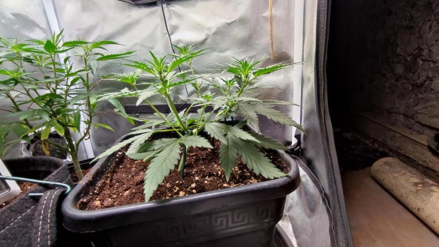 creme caramel auto. Week 4