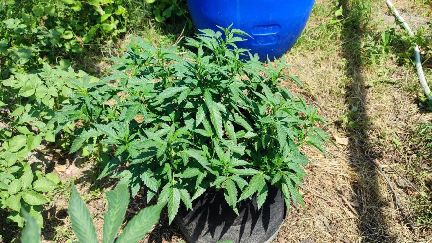 (sherbz/purpose) x black rainbow sherbet. Week 20