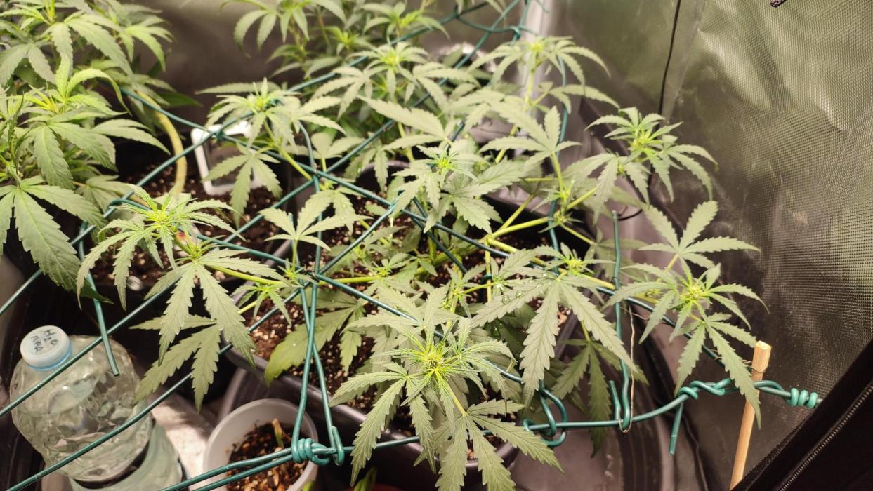 creme caramel auto. Week 5