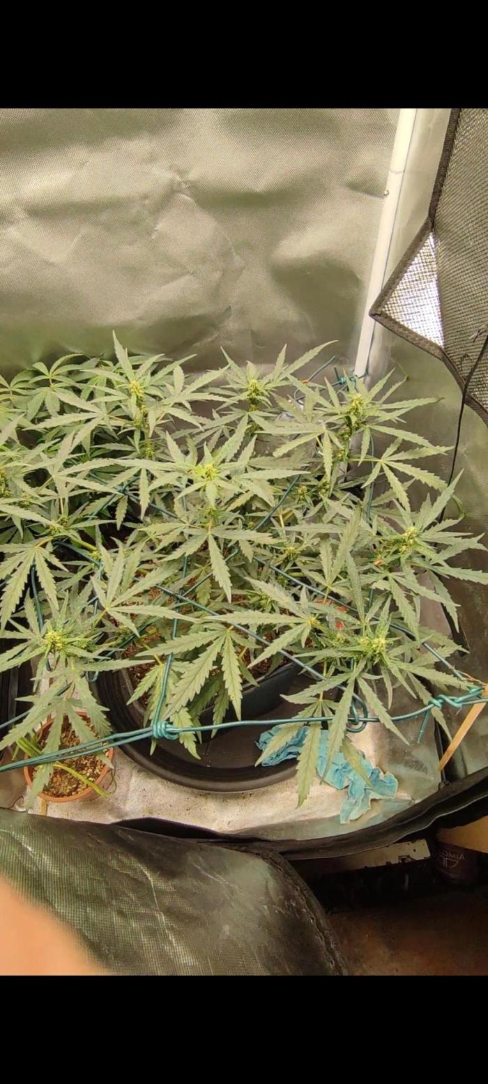 creme caramel auto. Week 6