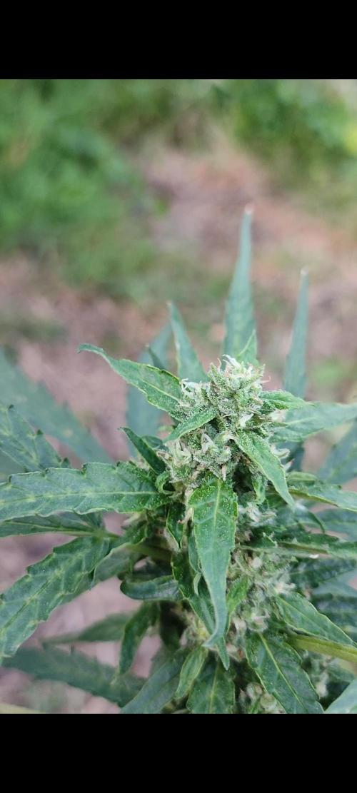 creme caramel auto. Week 7