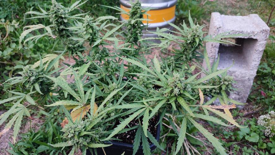 creme caramel auto. Week 8