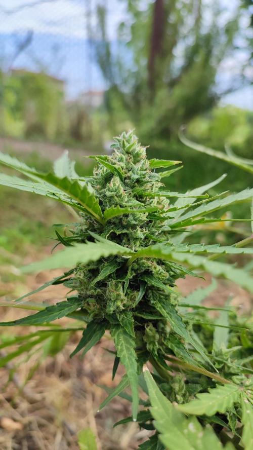 creme caramel auto. Week 8
