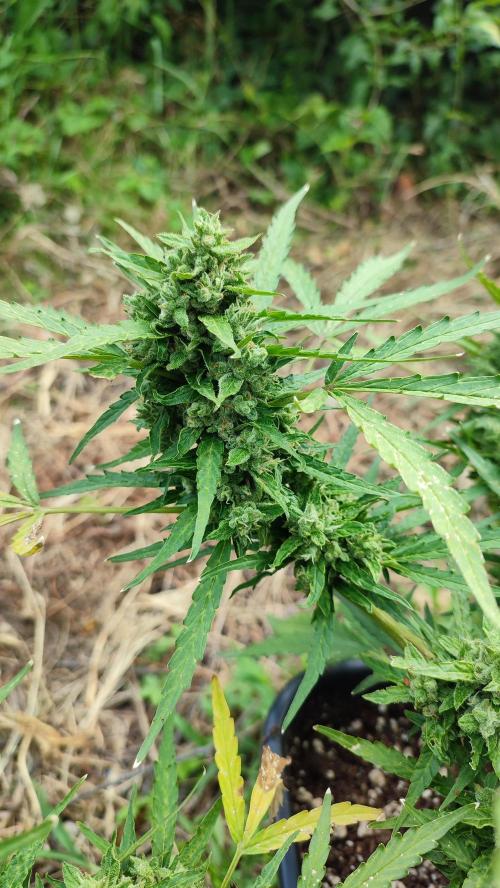 creme caramel auto. Week 8