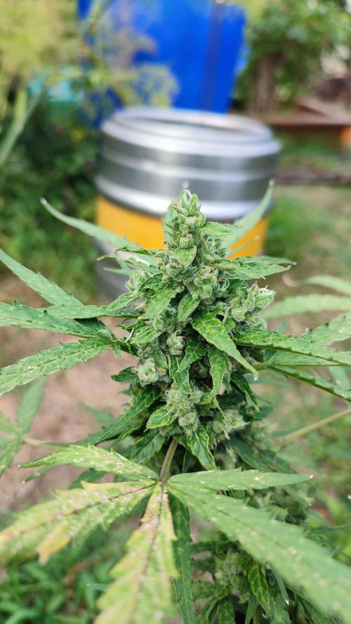 creme caramel auto. Week 8